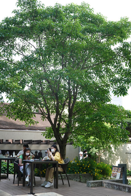 recommendations image for スターバックスコーヒー 代官山蔦屋書店
