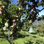 さくらんぼ山観光農園的實拍圖