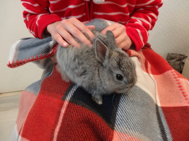 recommendations image for ミス・バニー