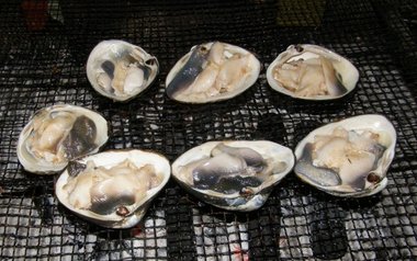 炉ばたカニ鮮的实拍图