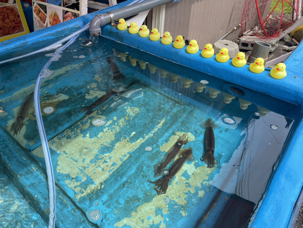 はこだて浪漫館的實拍圖