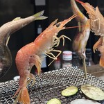 ロバタノカリスマ的實拍圖