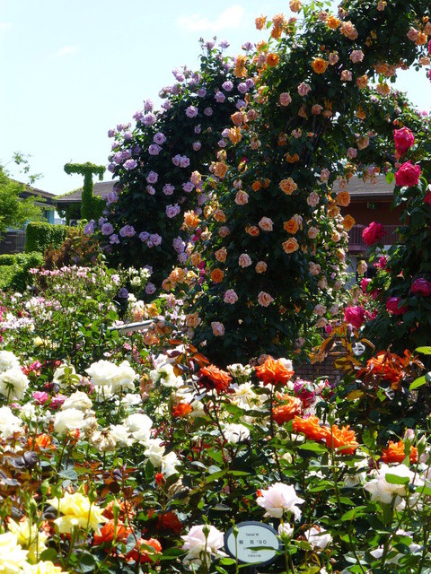 マクドナルド 枚方パーク店的實拍高清圖