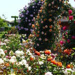 マクドナルド 枚方パーク店的實拍圖