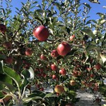 さくらんぼ山観光農園的實拍圖