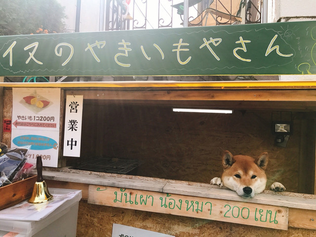 犬のやきいも屋さん的實拍高清圖