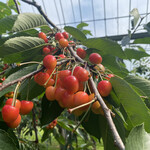 さくらんぼ山観光農園的實拍圖