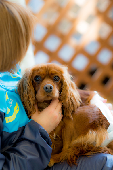 recommendations image for 保護犬＆保護猫カフェ 寺田町店