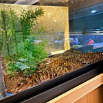 あまの的实拍图