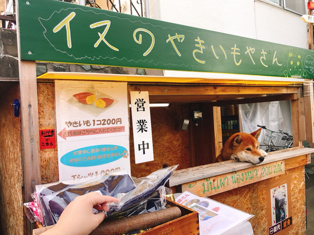 犬のやきいも屋さん的實拍高清圖