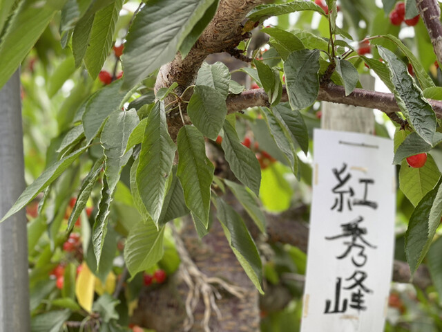 ニトリ観光果樹園的實拍高清圖
