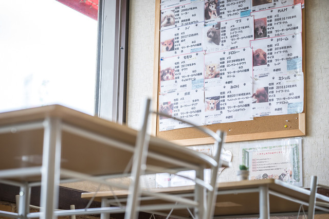 recommendations image for 保護犬＆保護猫カフェ 寺田町店