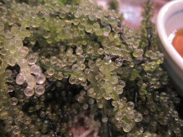 海人的實拍高清圖