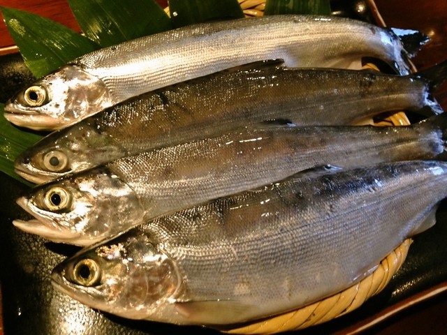 漁的实拍高清图