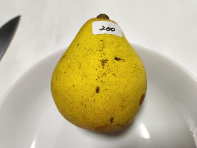 岡村果樹園的实拍高清图