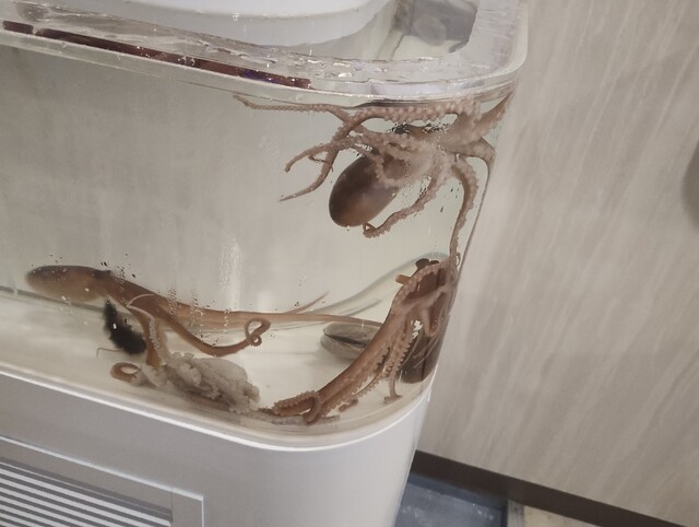 テジョンデ 鮮 サンナッチ館的實拍高清圖