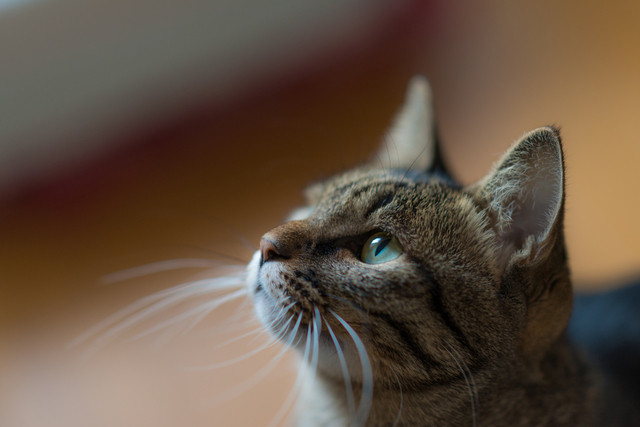 recommendations image for 保護犬＆保護猫カフェ 寺田町店