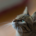 recommendations for 保護犬＆保護猫カフェ 寺田町店