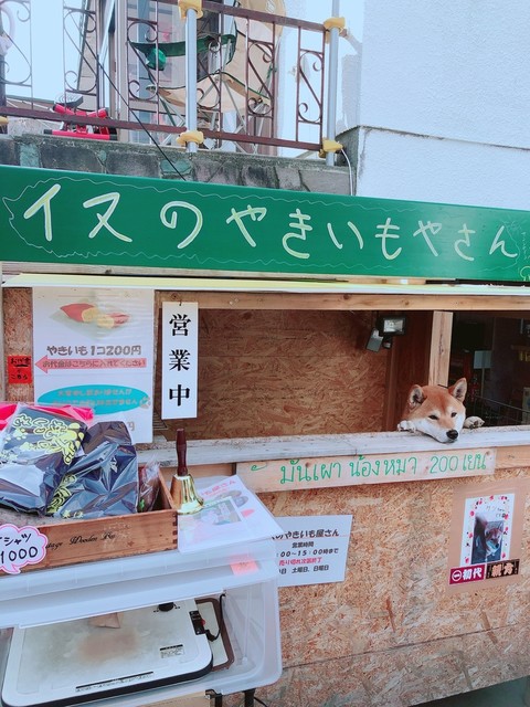 犬のやきいも屋さん的實拍高清圖