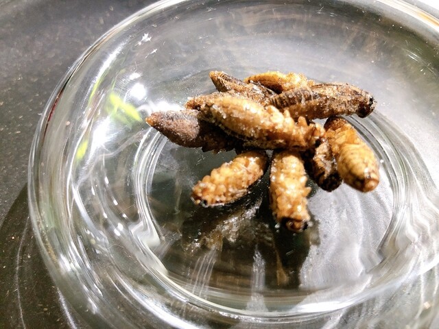 爬虫類バー ゴルゴーン的實拍高清圖