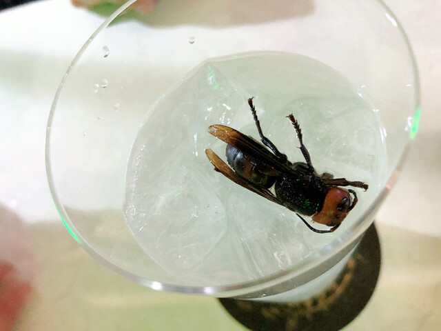 爬虫類バー ゴルゴーン的實拍高清圖