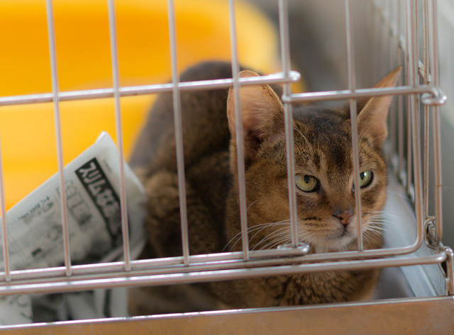 recommendations image for 保護犬＆保護猫カフェ 寺田町店