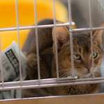 recommendations for 保護犬＆保護猫カフェ 寺田町店