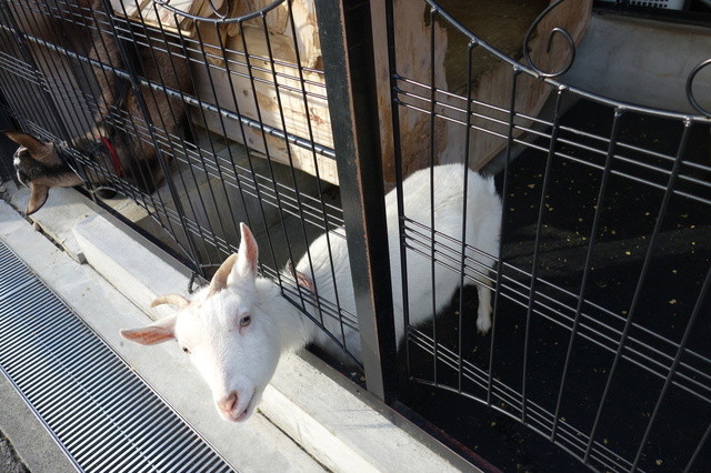 桜丘カフェ的實拍高清圖