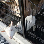 桜丘カフェ的實拍圖