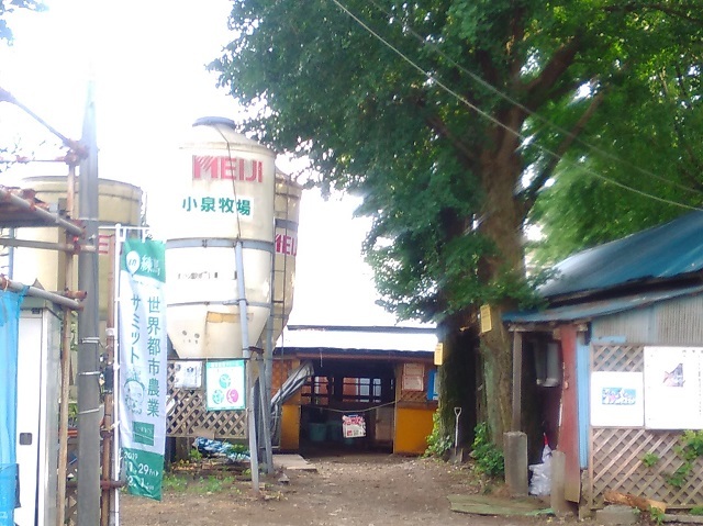 小泉牧場的实拍高清图